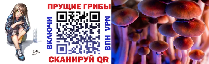 Галлюциногенные грибы прущие грибы  Гаджиево 